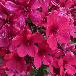 Early Red IMG_2525